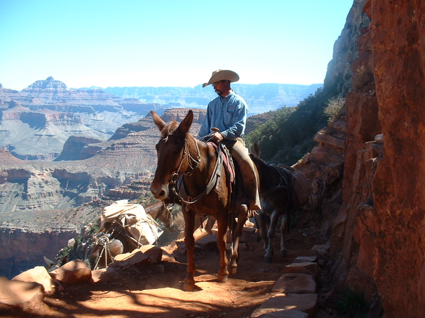 canyonmules.jpg