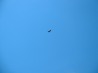 canyonbirds.jpg